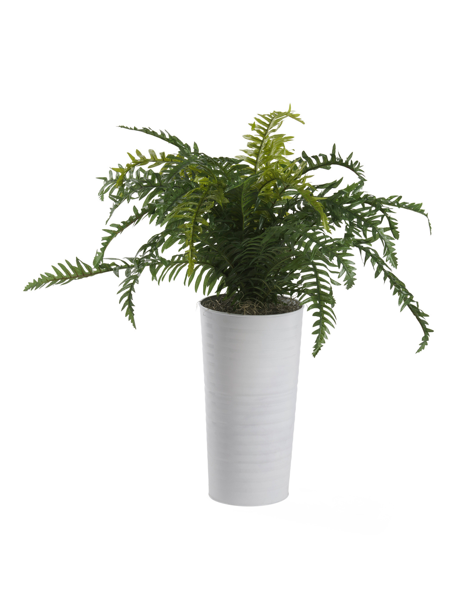 36in River Fern In Ribbed Metal Pot | TJ Maxx