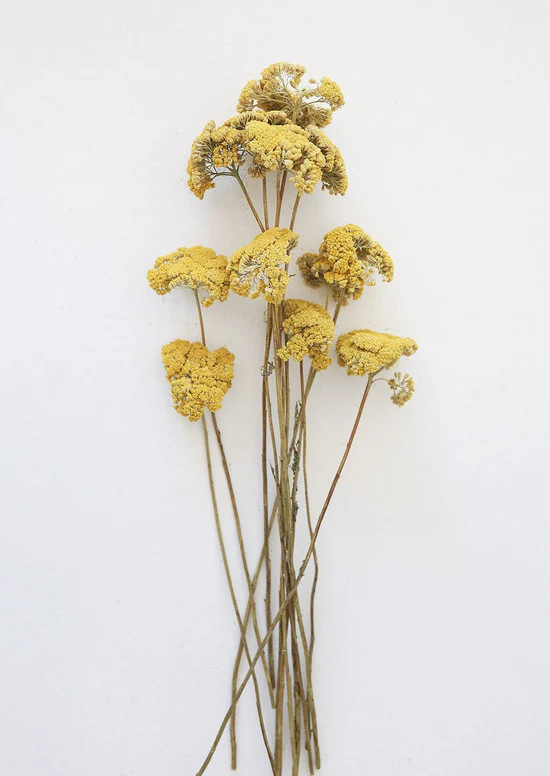 Dried Natural Yarrow Flowers - 18-24 | Afloral (US)
