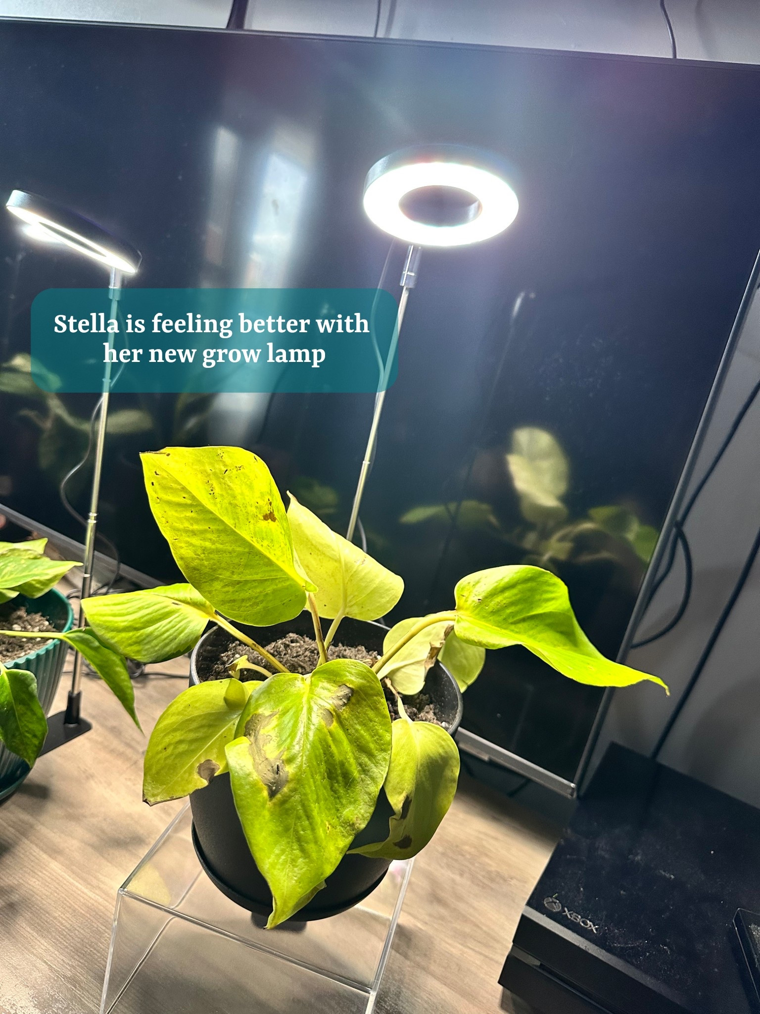 My natural home lighting is not cutting it! My grow lights finally came in for my pothos plants! So excited to see some improvement 🌱🪴

#LTKHome #LTKdayinmylife