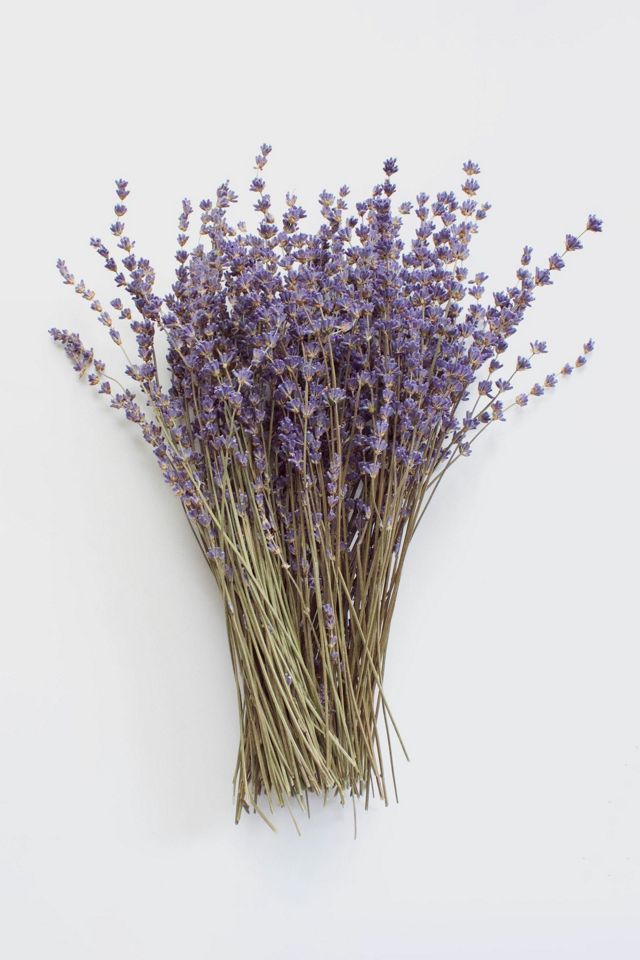 Roxanne's Dried Flowers English Lavender | Urban Outfitters (US and RoW)