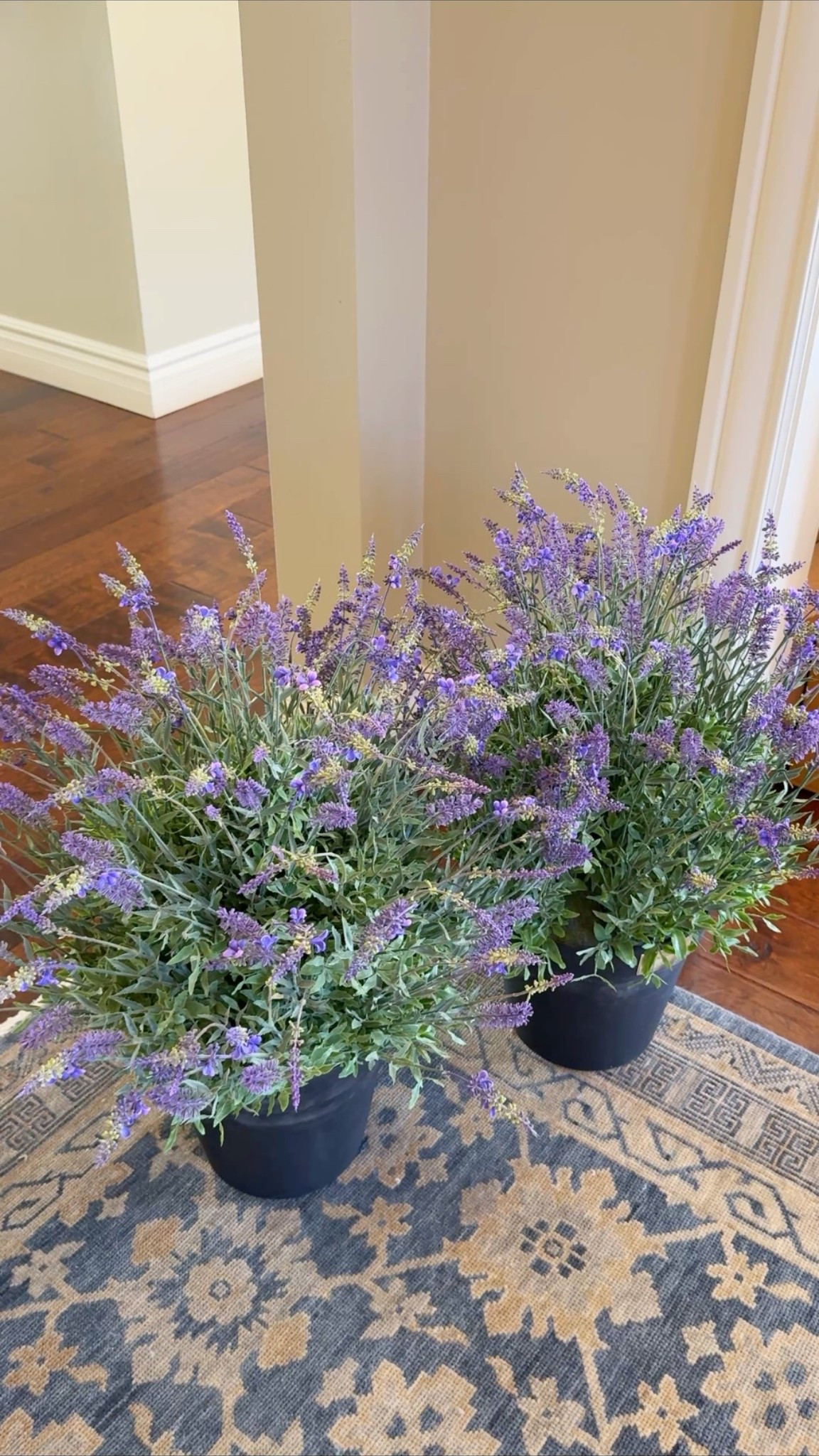 These faux lavender plants are 10/10 soooo realistic looking! Highly recommend for your garden and outdoor patio decor!

#LTKSeasonal #LTKHome