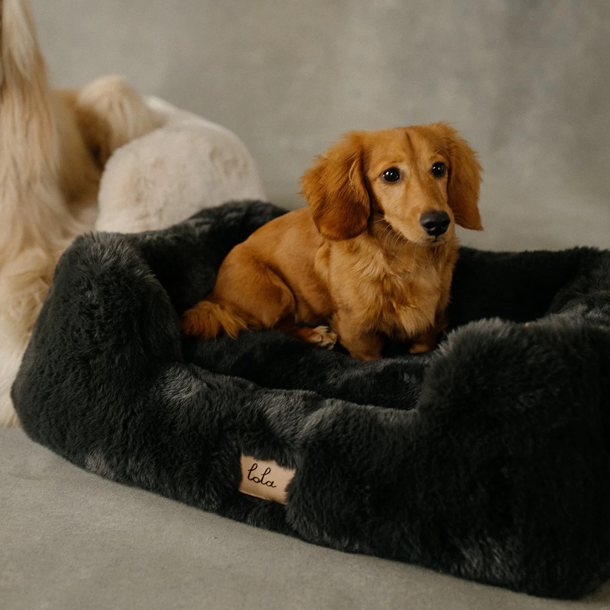 The Lola Pet Bed | Charcoal Grey | Lola Blankets