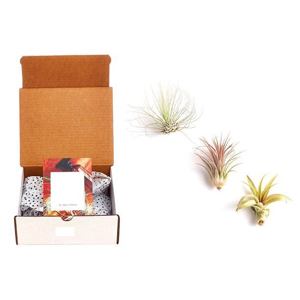 Home Botanicals Unique Air Plant (Collection of 3) - Walmart.com | Walmart (US)