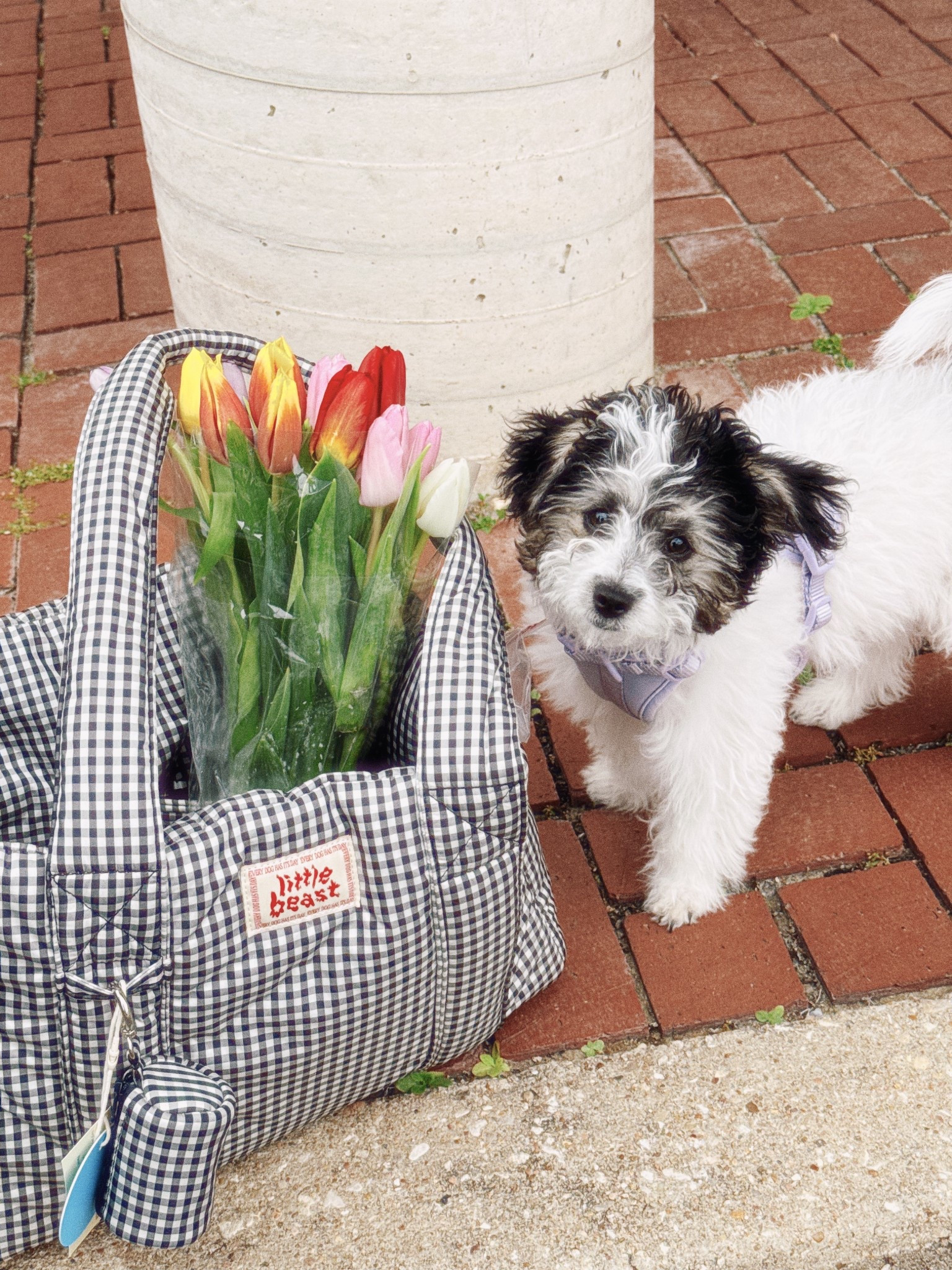 my favorite puppy essentials!

#LTKTravel #LTKmomlife