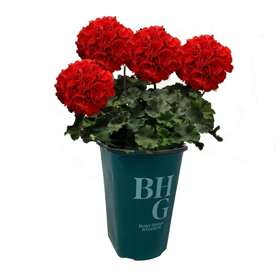 Better Homes & Gardens 1.5 Pint Red Zonal Geranium Annual Full Sun Outdoor Live Plants | Walmart (US)