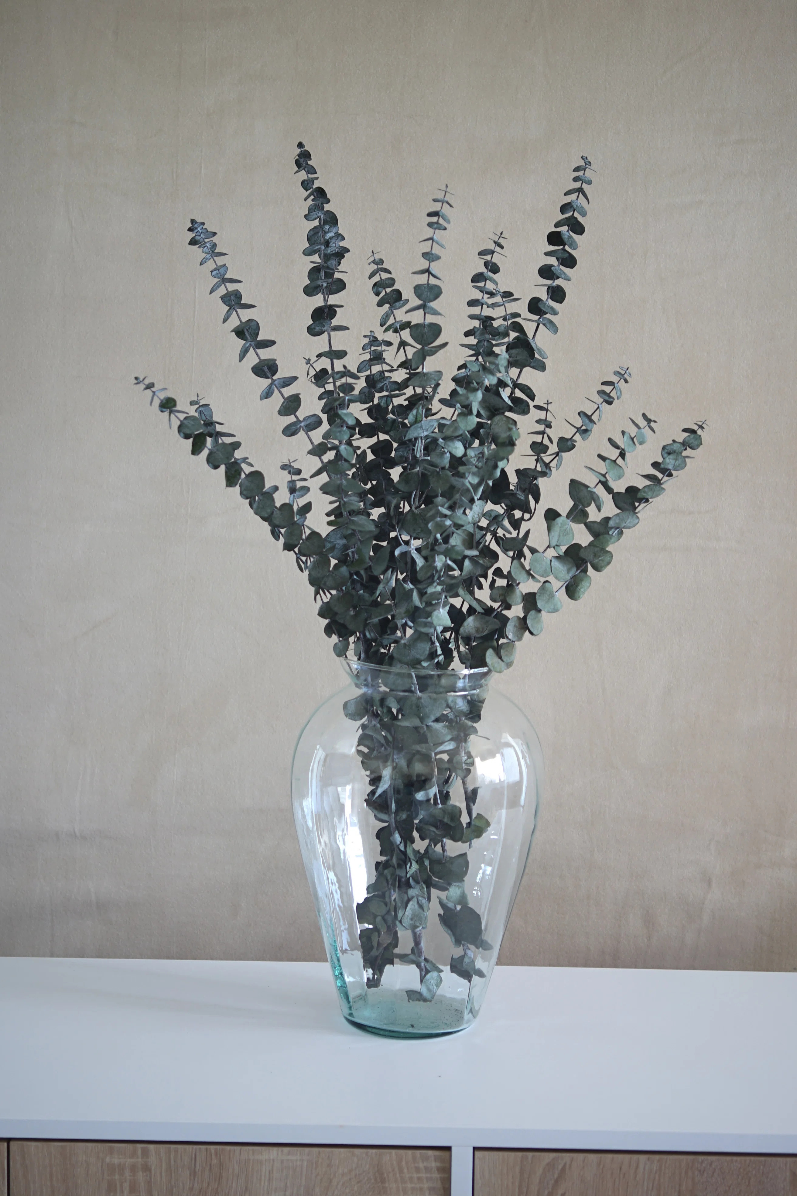 Preserved Green Eucalyptus | Joss & Main