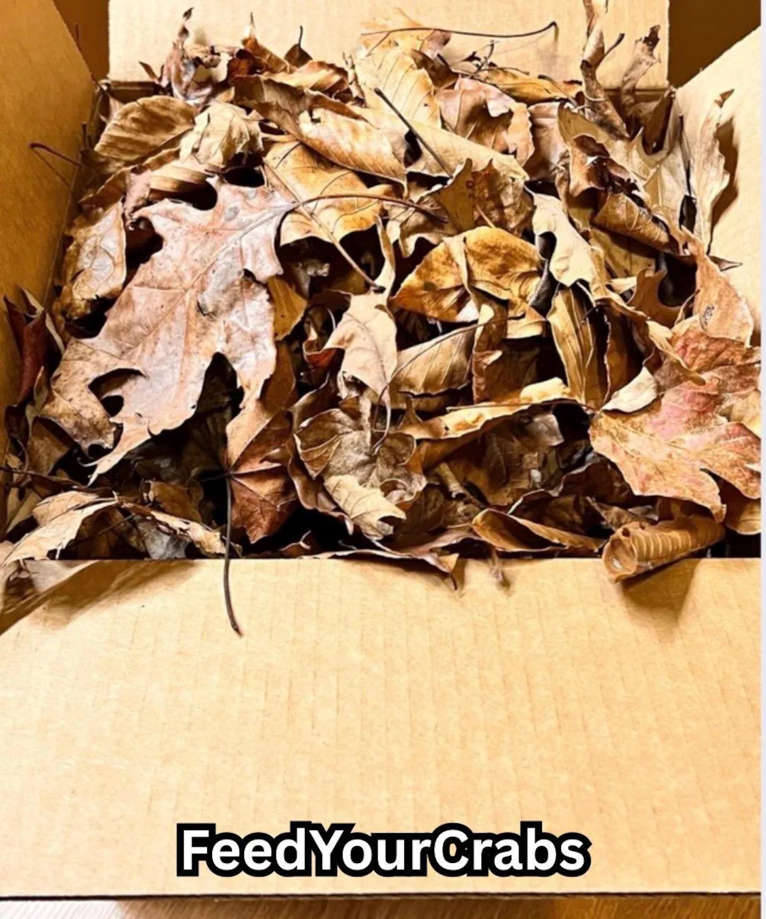 Pesticide-free Leaf Litter for Hermit Crabs and Isopods, Ready to Use Bedding - Etsy | Etsy (Global)
