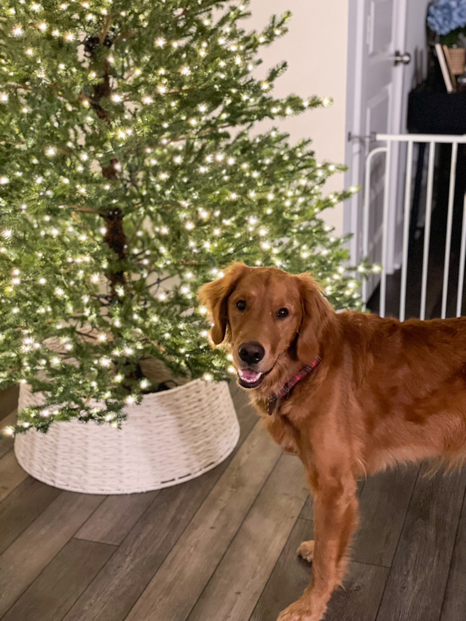 Fake Christmas tree
Faux Christmas tree
Realistic Christmas tree
Christmas tree with gold lights
Home Depot Christmas tree

#LTKSeasonal #LTKHoliday #LTKhome