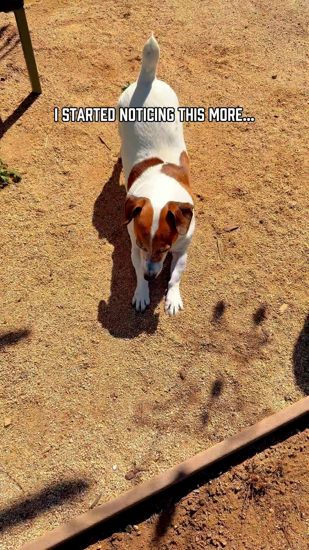 Noticing the little things 💛🐾

Just added something simple to her routine

Make sure you check for coupons. Don’t take my word for it. Check out the reviews below.

These statements are for general wellness and not medical advice. Always consult your vet before introducing new supplements.

#ZestyPaws #PetWellness #DogMobility 

#LTKdayinmylife #LTKmomlife