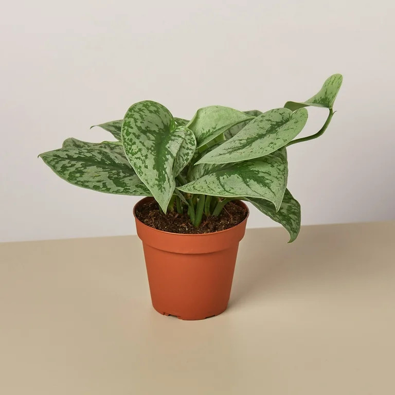 Pothos 'Silver Splash' - 4" Pot - Walmart.com | Walmart (US)