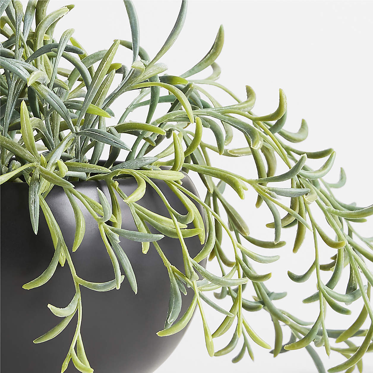 Potted Faux Green String of Fishhooks in Black Pot + Reviews | Crate & Barrel | Crate & Barrel