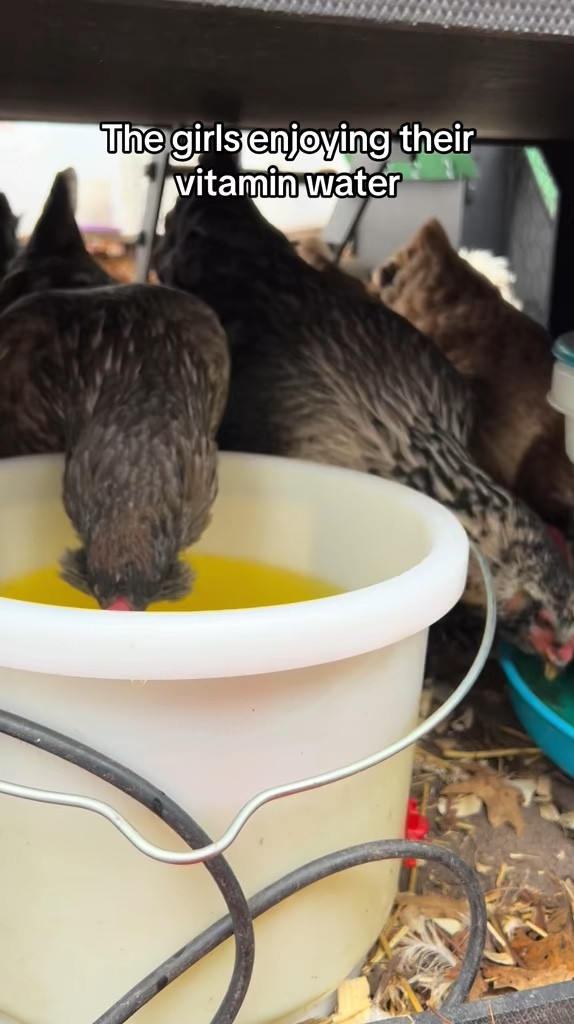 Keep your chickens water warm this winter with a heated waterer!

#LTKHome #LTKFamily #LTKSeasonal