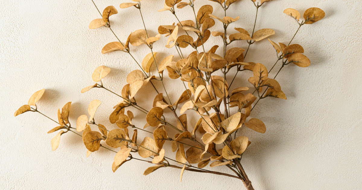 Eucalyptus Seed Bush | Magnolia