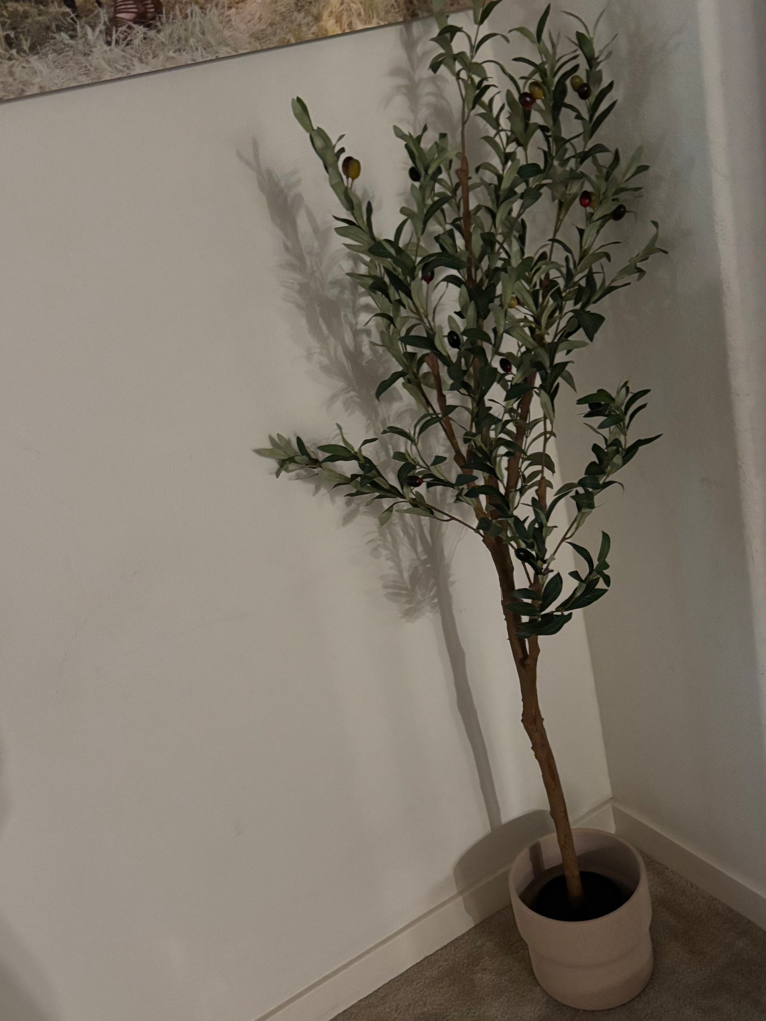 The most affordable olive tree I have found! The pot it’s self is a home goods find & I added the tree moss! 

#LTKFindsUnder50 #LTKHome #LTKSaleAlert