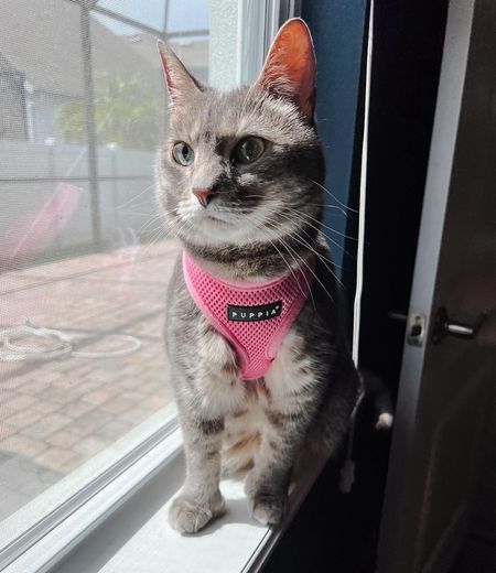 The Best Cat Harness: Travel Essentials for Cats 🐾 When it comes to picking out a cat harness, there are lots of styles to choose from. The best harnesses for cats keep a cat’s physiology in mind, though, and suit their smaller frames. Here’s the best harness for cats, plus my favorite cat travel essentials

#LTKfamily #LTKfindsunder100 #LTKtravel
