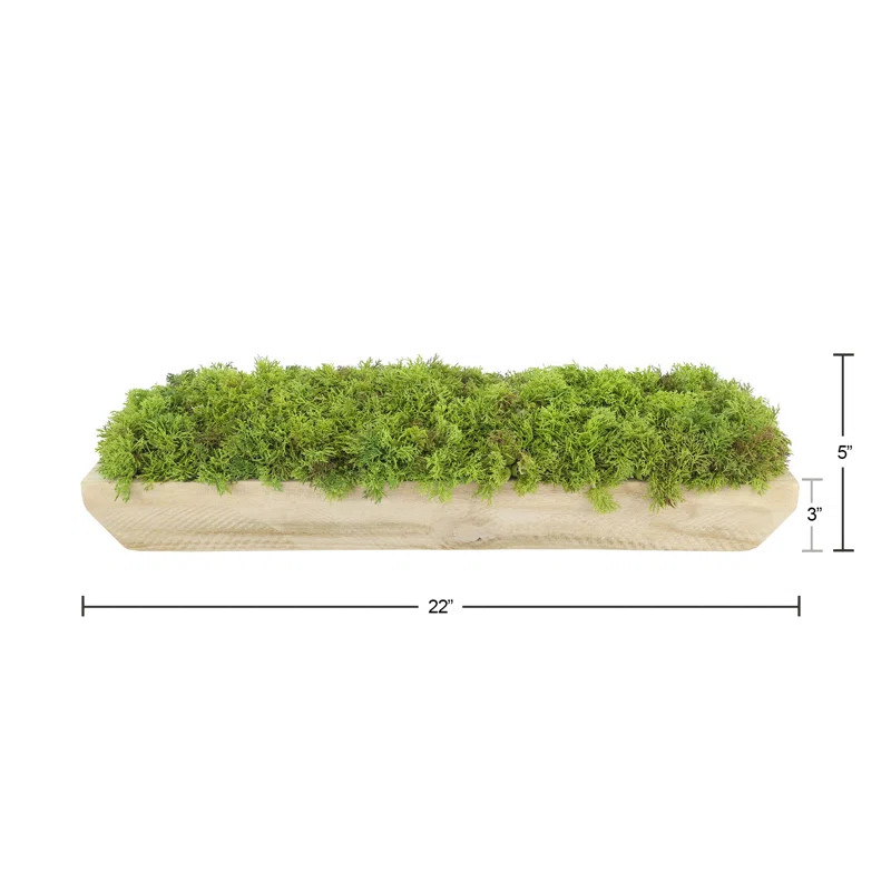 5'' Faux Moss Plant in Wood Planter | Wayfair North America
