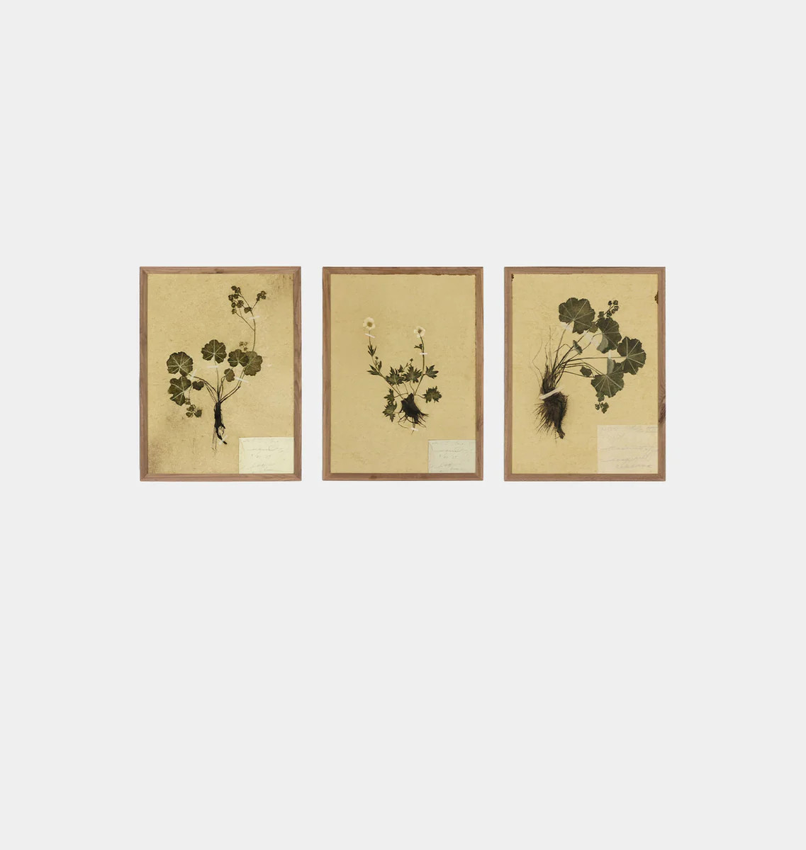 Petite Study Triptych by Hannah Winters | Shoppe Amber Interiors | Amber Interiors