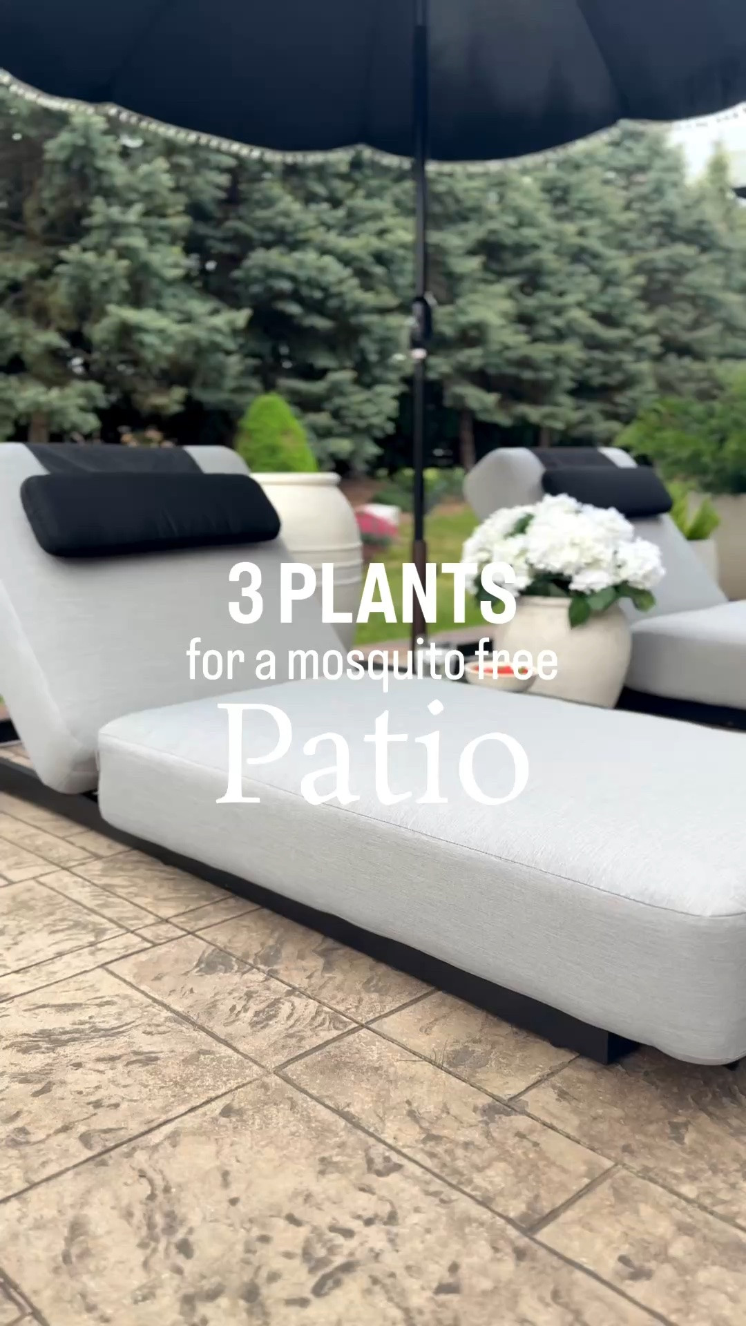 I always try to incorporate these plants as a natural alternative to mosquito repellant. Which of these plants do you find helpful?

#LTKstorytime #LTKSeasonal #LTKHome