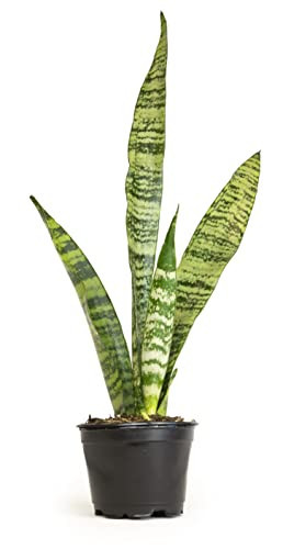Sansevieria Zeylanica, Live Snake Plant Live Indoor Plants Live Houseplants, Live Plants Indoor Plants, Live Plants Indoor Low Light, Potted Plants, House Plants for Delivery Prime by Plants for Pets | Amazon (US)
