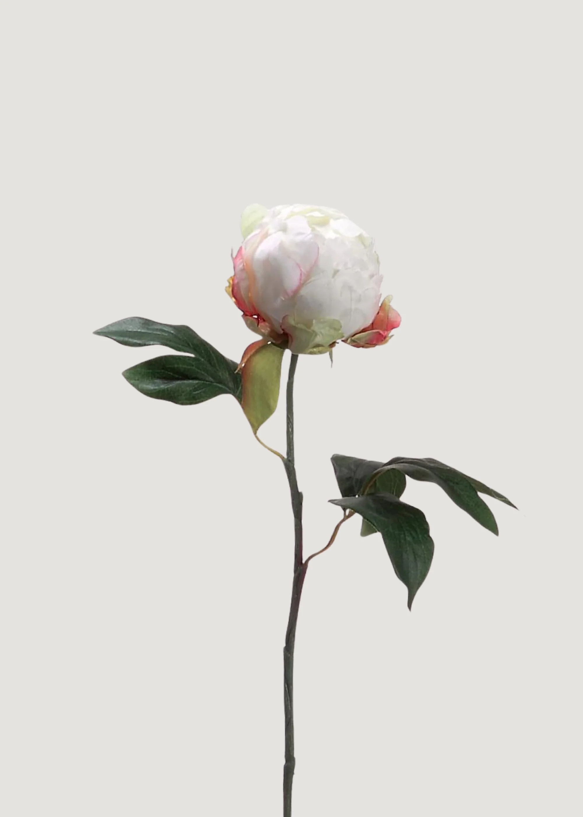 Artificial Flower Peony Bud in Cream - 18" | Afloral