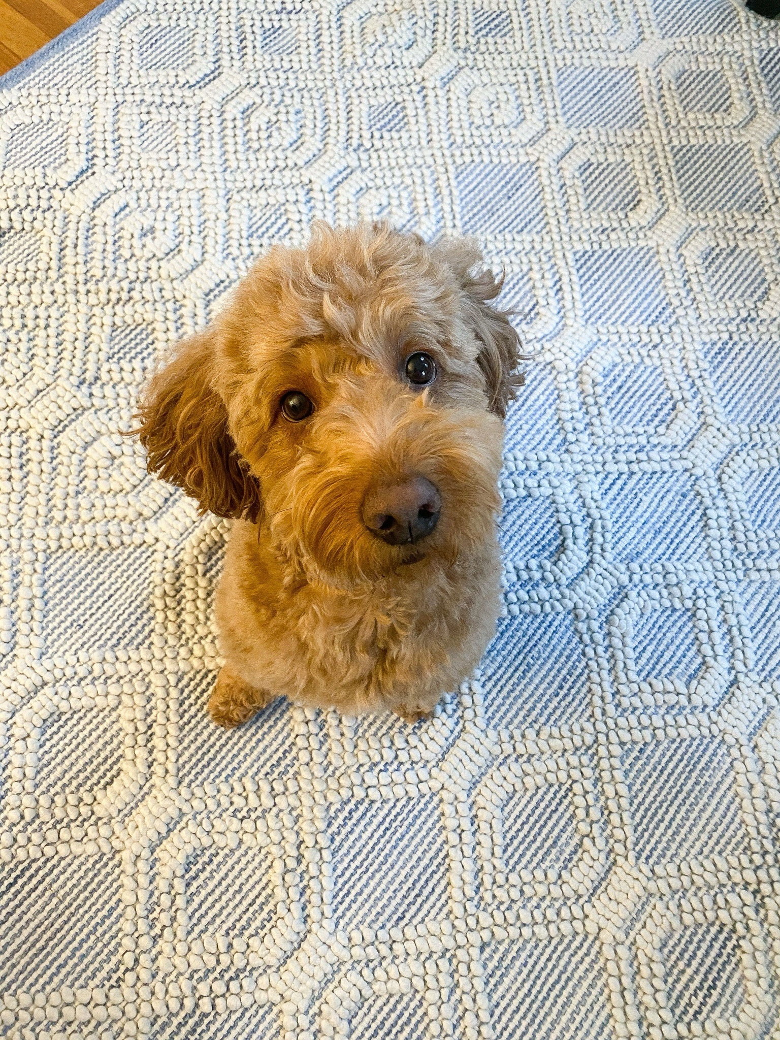 Wayfaur blue and white rug 

#LTKHome #LTKStyleTip #LTKFindsUnder100