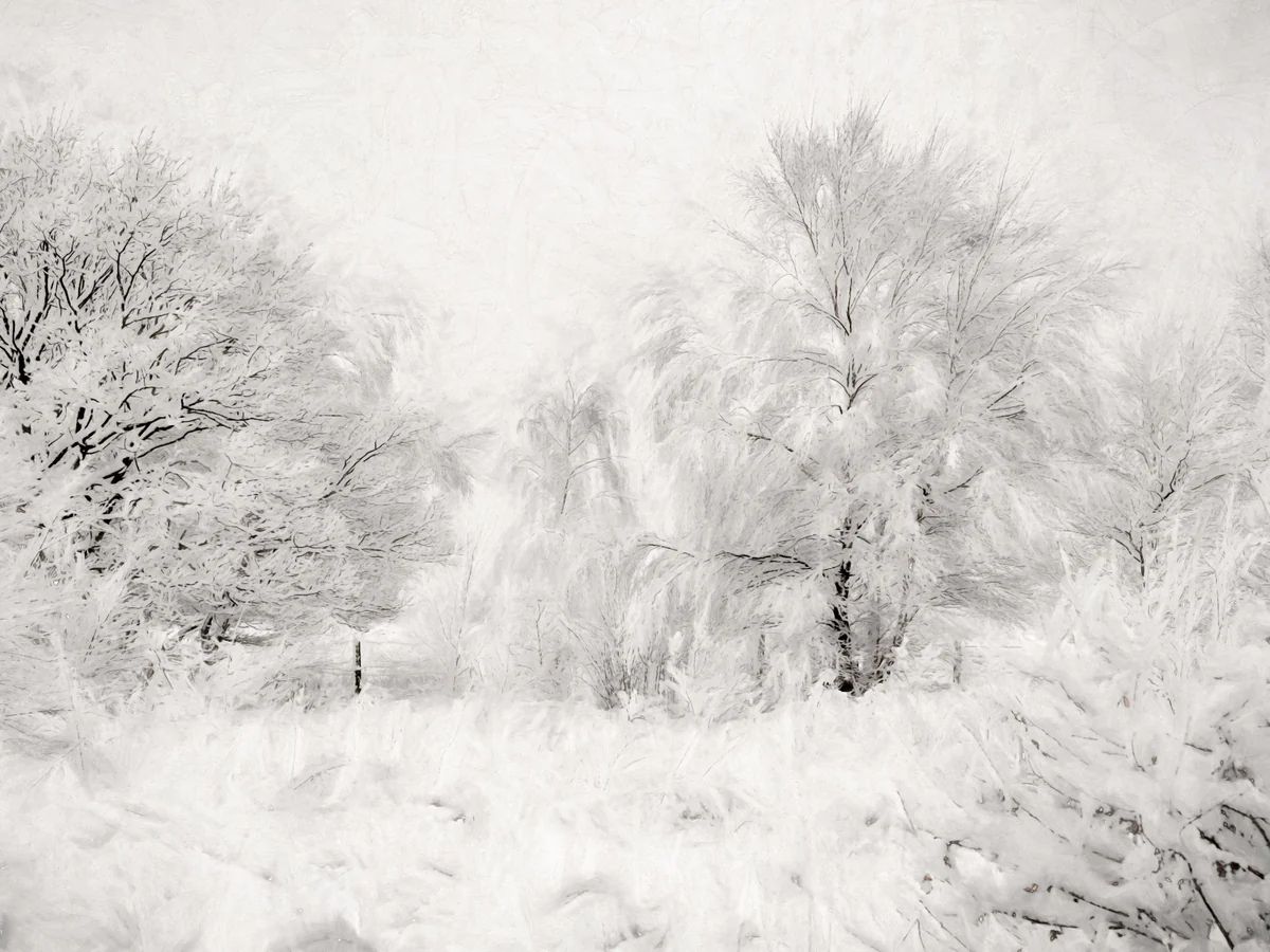 Snow Scene | Collection Prints