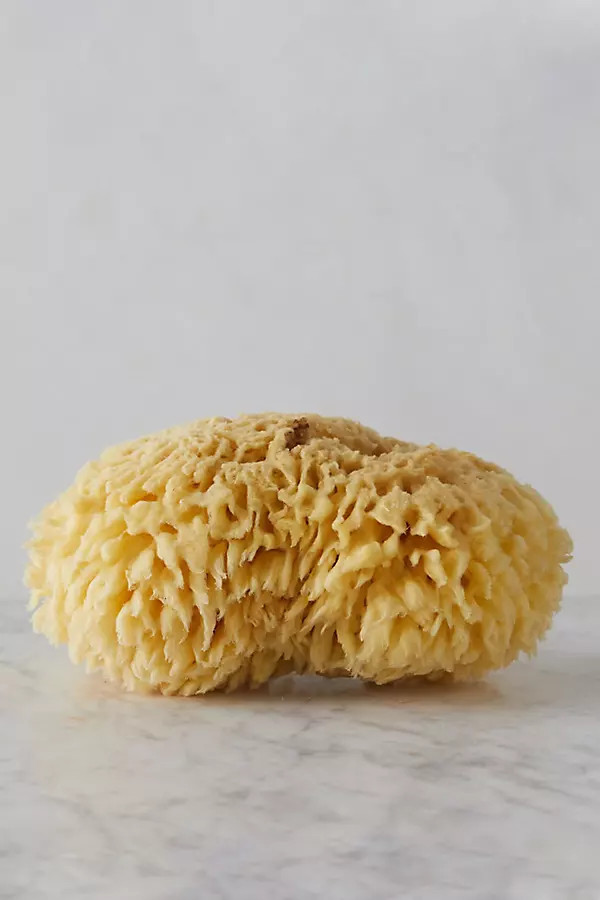 Bath Sponge, Medium at Terrain | Terrain