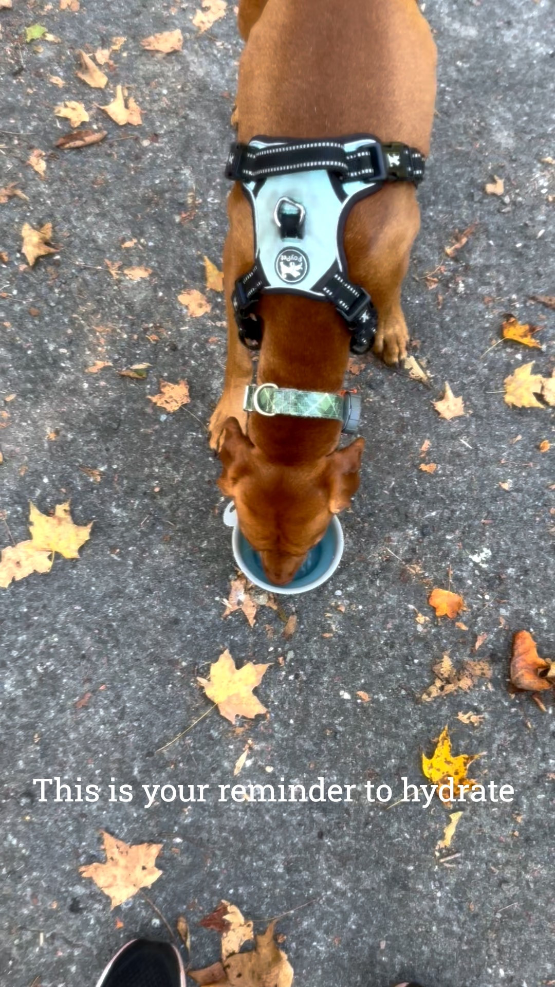 Workout Wednesday means hitting the trails. Don’t forget to hydrate! That goes for you and the doggo! 

#LTKActive #LTKPets