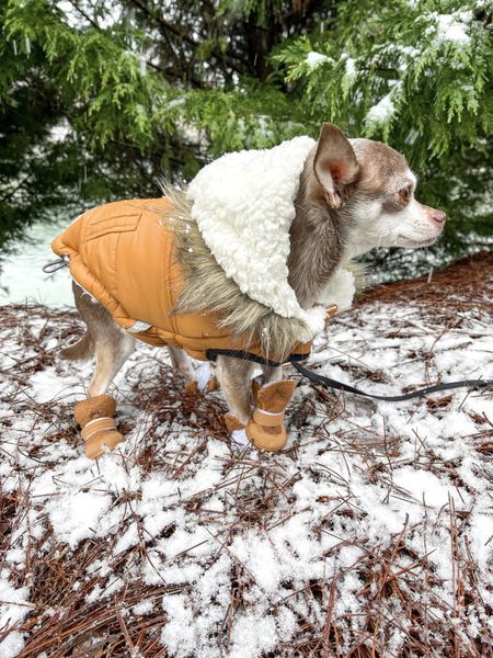 The cutest winter coat! 

Dog coat, dog boots, dog clothes, #competition

#LTKfamily #LTKFind #LTKSeasonal