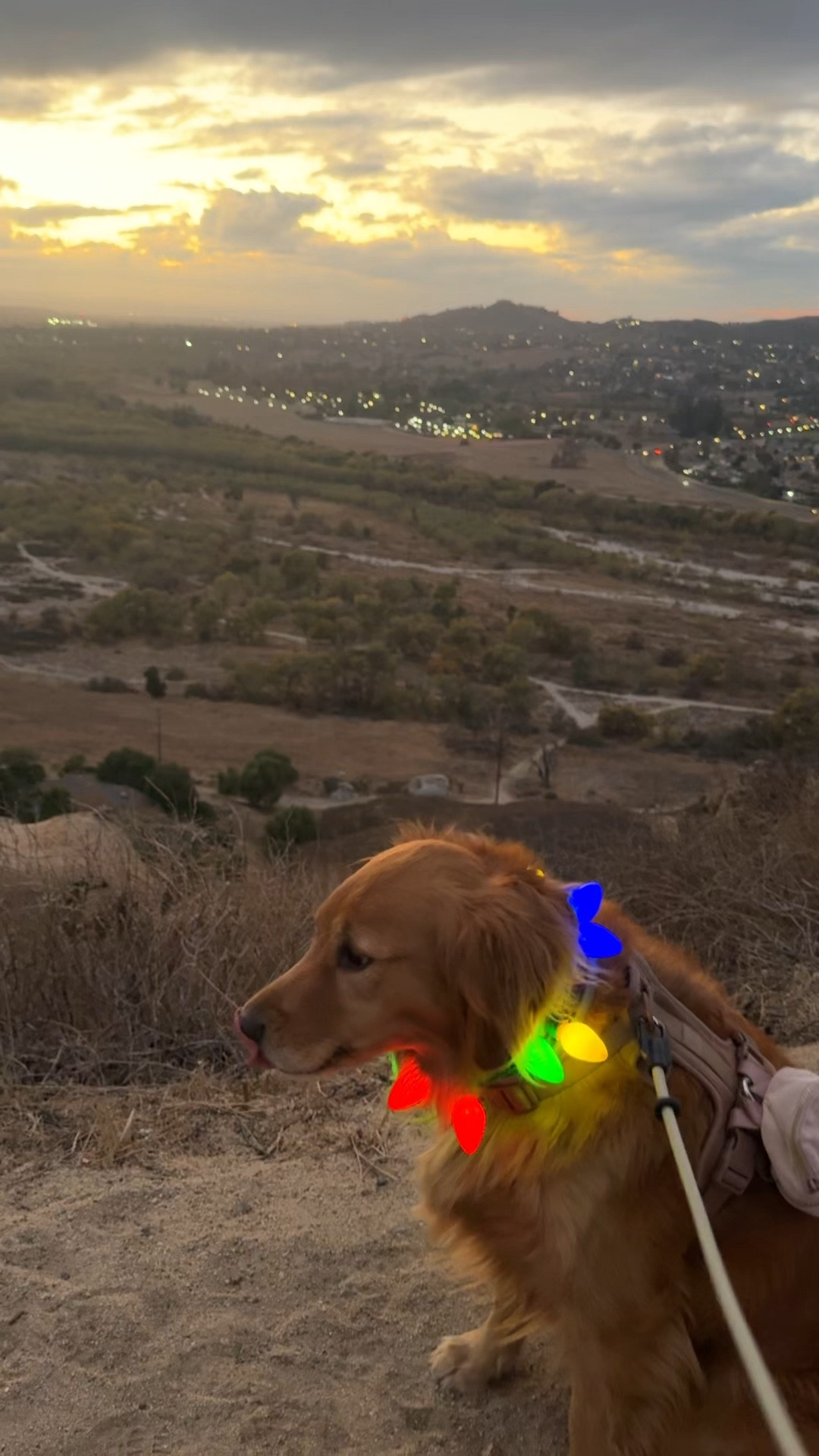 The cutest dog Christmas lights 🩷


#LTKGiftGuide #LTKSeasonal #LTKHoliday