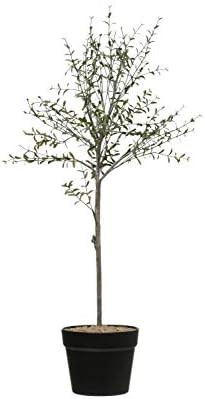 Creative Co-Op DF2615 29" H Thyme Topiary in Pot Faux Botanicals, Green | Amazon (US)