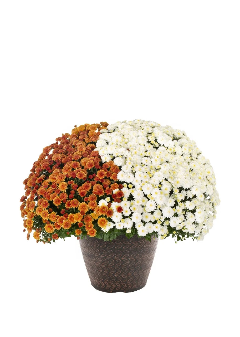 Better Homes & Gardens 1.5GL Multicolor Orange White Mum (1 Count) Live Plant with Decorative Rou... | Walmart (US)