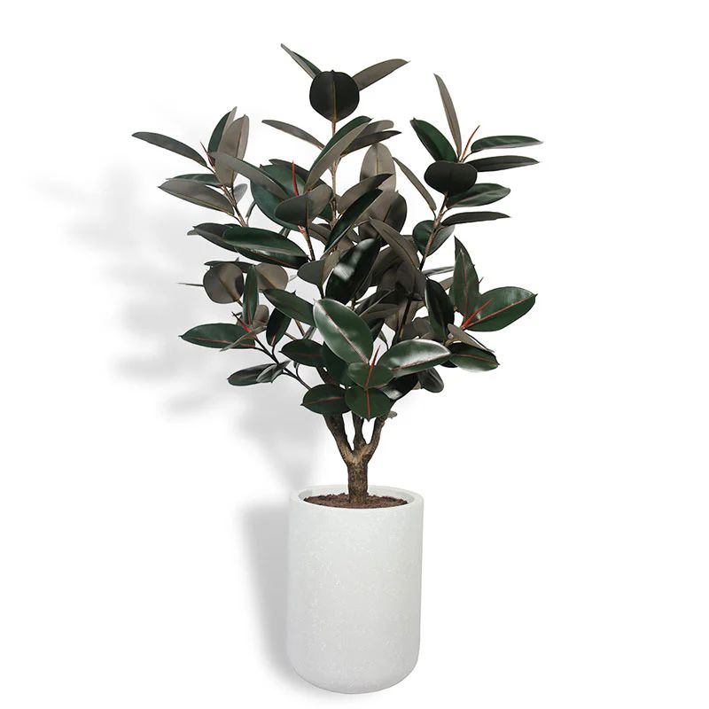 Faux 5' Rubber Tree | CG Hunter | CG Hunter