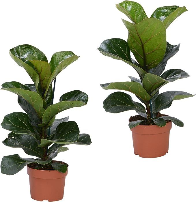 2X Ficus lyrata"Bambino"| Fiddle-Leaf fig Plant | Air Purifying houseplant | Height 30-40cm | Pot... | Amazon (UK)