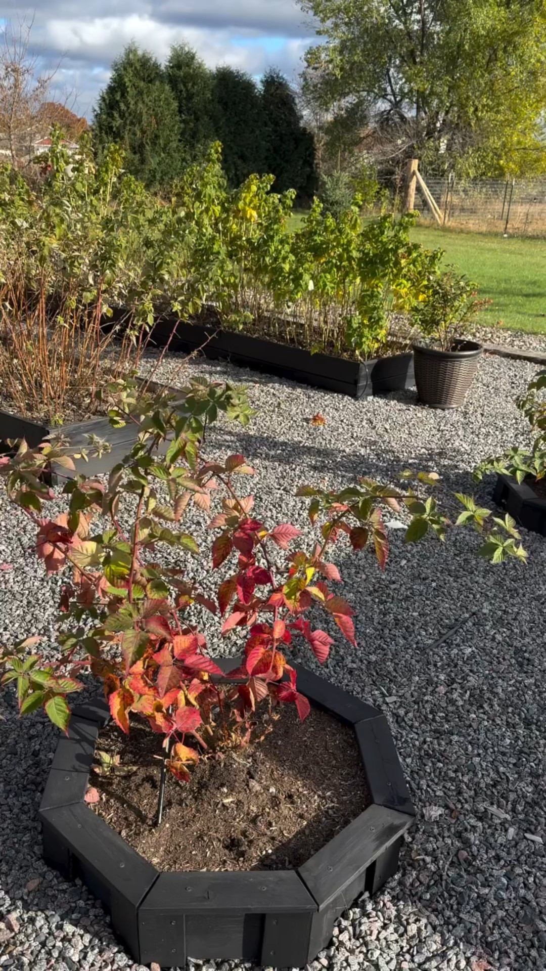 I’ll be honest — it’s been awhile since I’ve spent time in the garden. This time of year is always hard for me. Watching all the green slowly turn to brown feels like saying goodbye to a friend.

I tend to avoid this space during the fall because I never feel quite ready to let it go. And this year hit especially hard — that unexpected frost wiped out all my fall crops overnight.

So this season, I’m giving myself permission to be a lazy gardener. I’ve worked hard here all summer, and it’s okay to rest now — just like the garden does. 

Anyone else struggle with this transition from growing season to letting go?

#fallgarden #gardenreflection #lazygardener #zone4garden #minnesotagardener