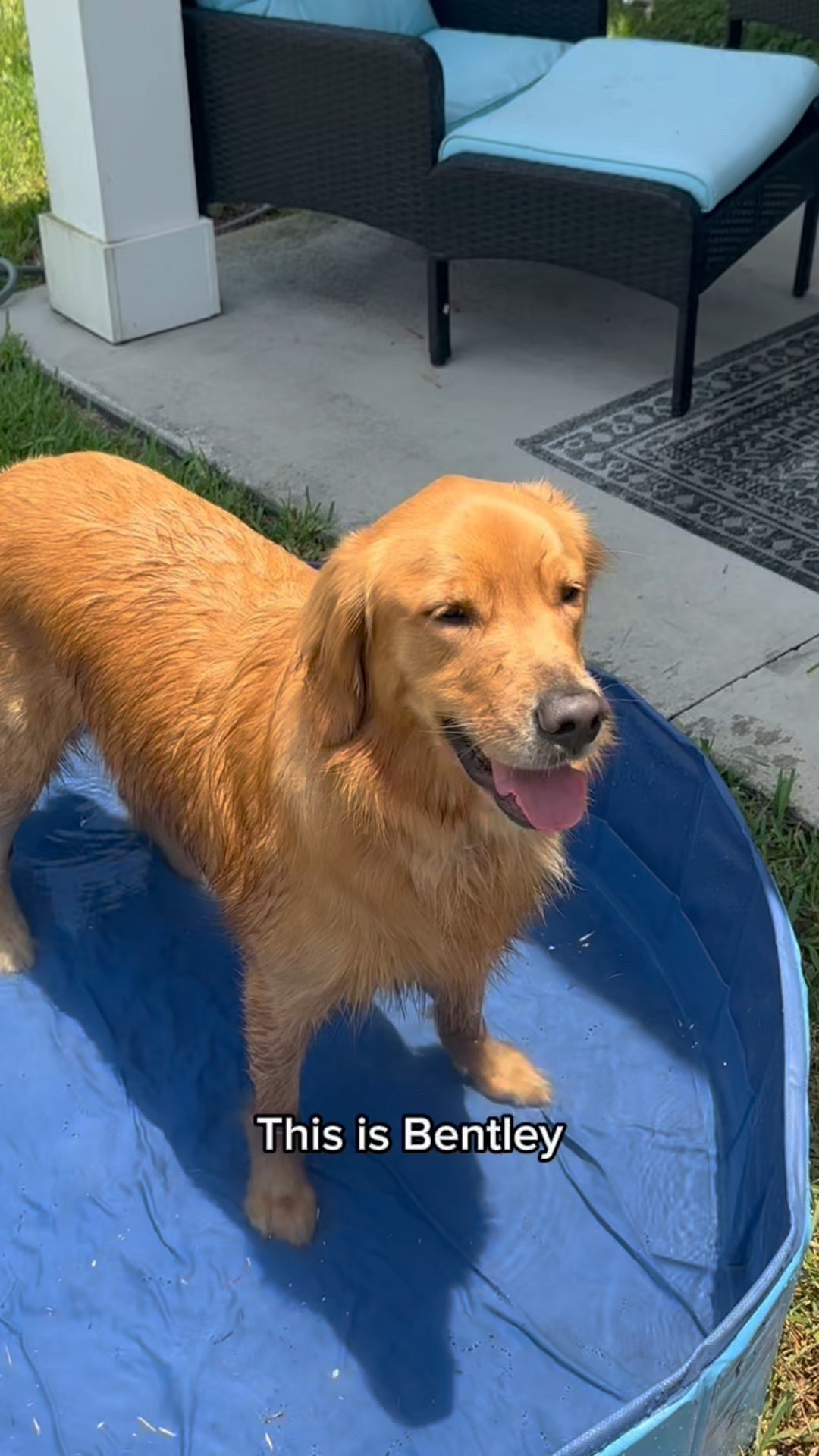 Shop all of Bentley and I's favorite toys from Bark Box! Make sure to head over to BARK.com to take part in their "Co-owned by dogs" launch!!
#ad #barkpartner #BarkCoOwned #ShopDog