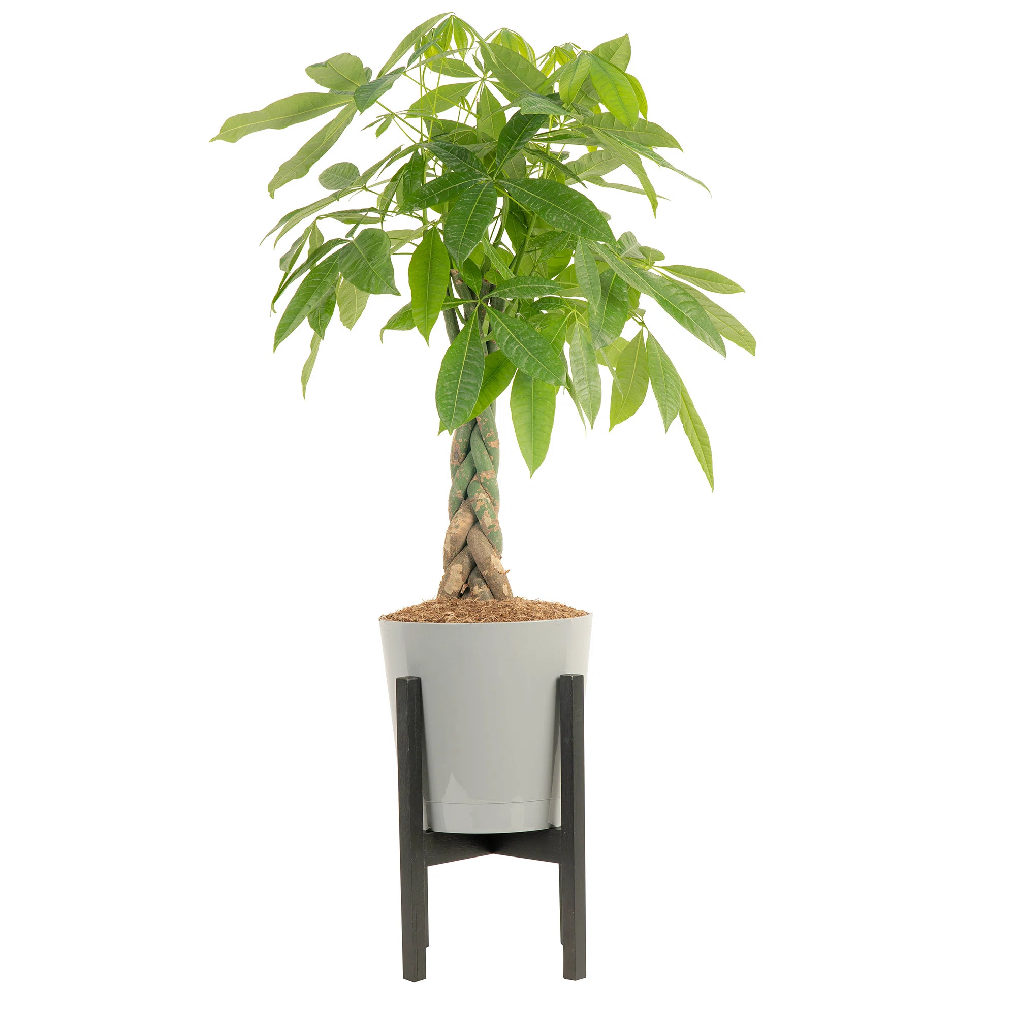 Costa Farms Live Money Tree (Pachira Aquatica) (Jade Plant) Plant in Plastic Planter & Reviews | ... | Wayfair North America