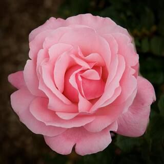 VAN ZYVERDEN Pink Rose Queen Elizabeth Root Stock 83883 - The Home Depot | The Home Depot