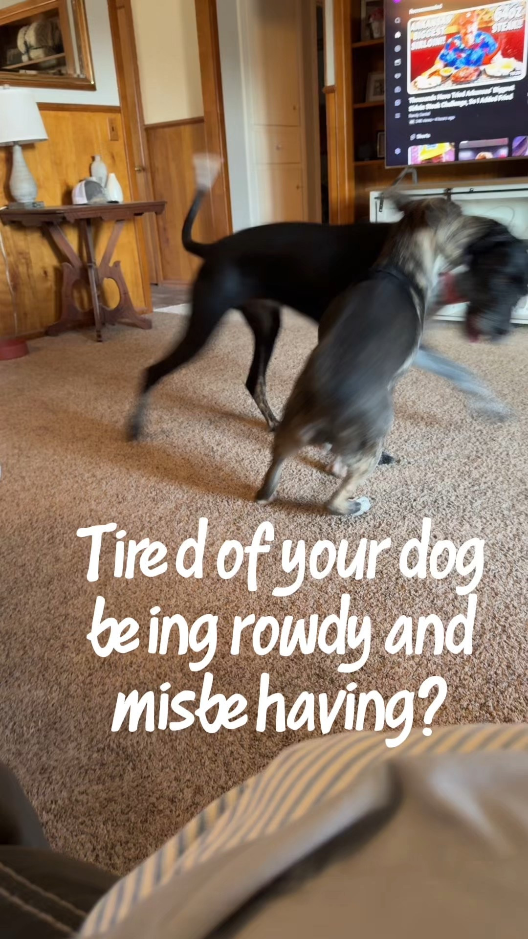 I can’t wait to see the progress from using this Jugbow Training Collar for my puppy. #dogtraining #trainingcollar #petproducts 

#LTKPets