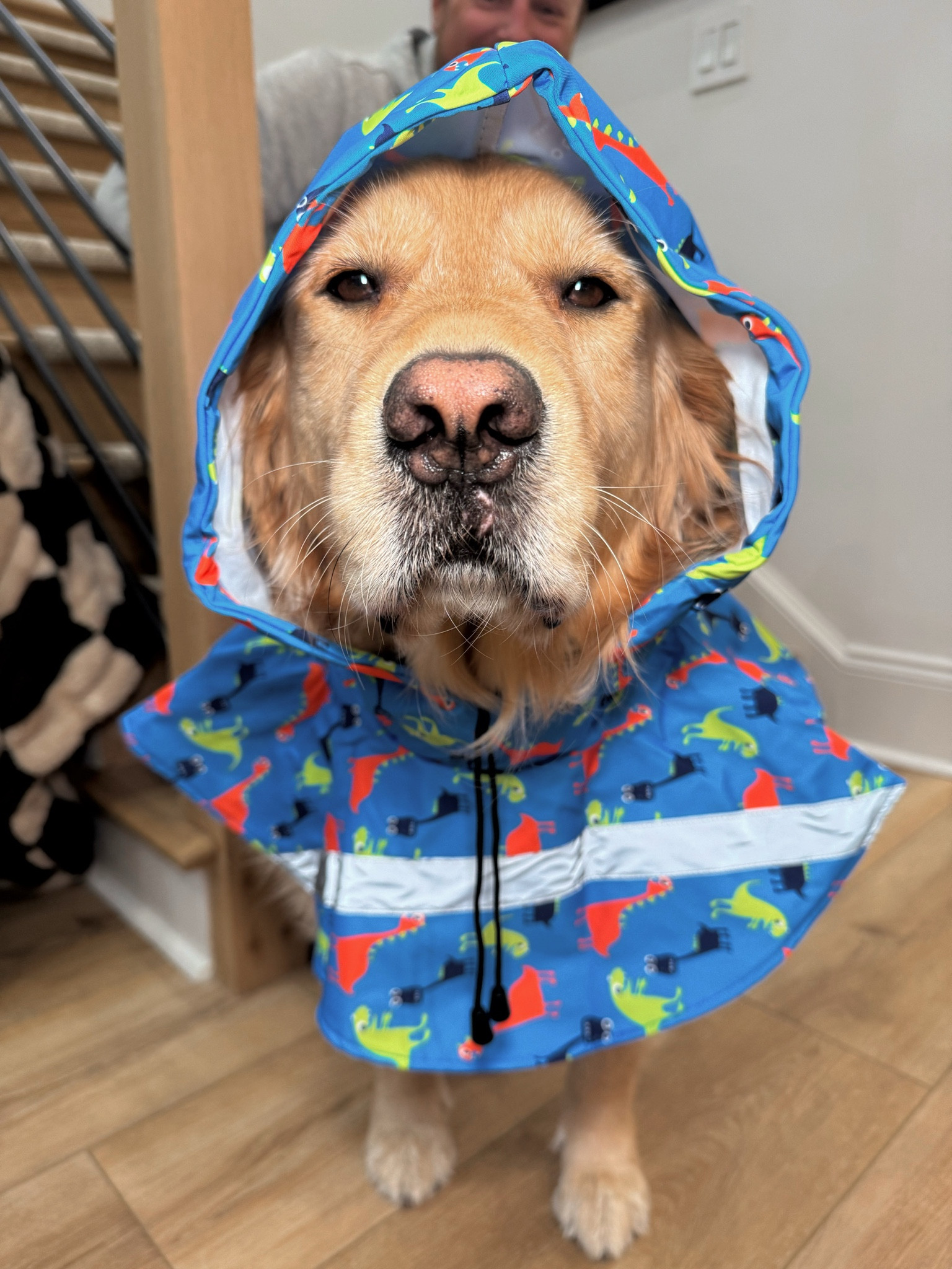 Yes - the dogs got rain jackets 🤣☔️⛈️ they’re super functional so it’ll help when it’s rainy days for walks so their fur isn’t soaked! Kaiser is in the 2XL & Kollyns is in the XL! Several prints 😍🦖🐥

Dog mom / golden retrievers / pet / Amazon finds / family / Holley Gabrielle 

#LTKSeasonal #LTKFindsUnder50 #LTKPets
