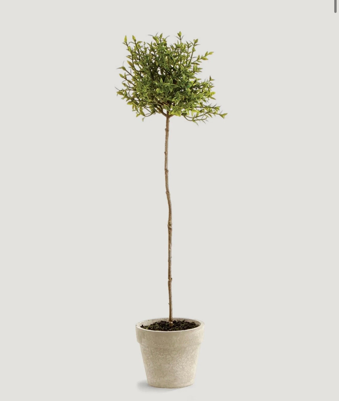 Potted plants | Mini potted tree | winter stems | Vases| spring stems | Floral Arrangements 

#LTKHome