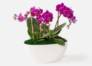 The Zahra | UrbanStems