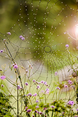 Spiderweb Wire Decor | Terrain