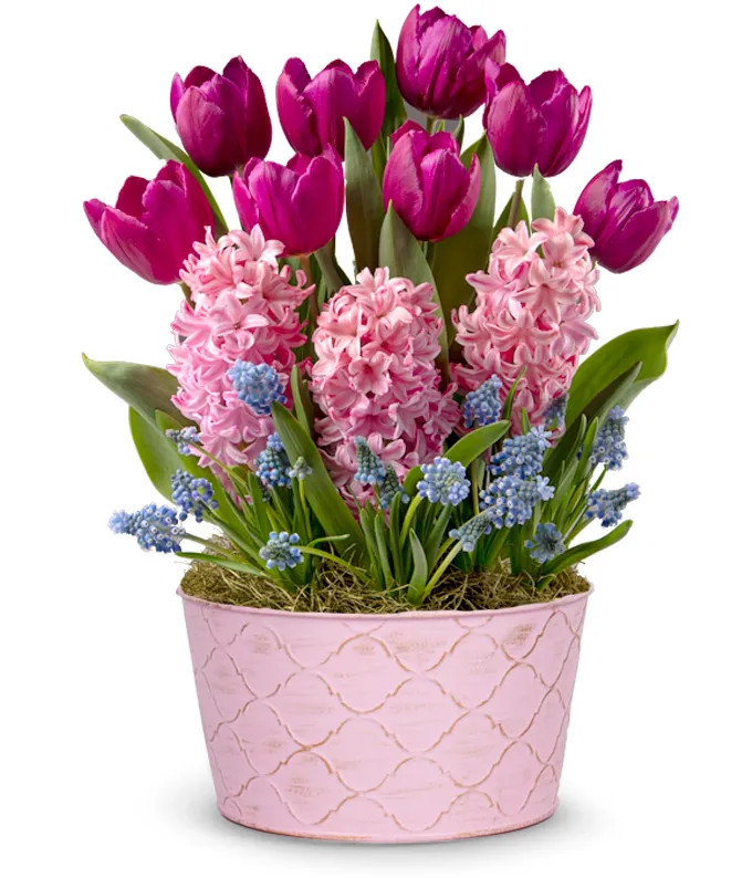 Fuchsia Favorite Bulb Garden | From You Flowers