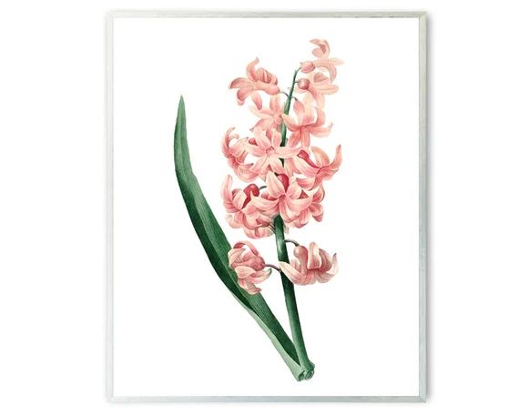 Pink Hyacinth Printable Antique Illustration Minimal Flower | Etsy | Etsy (US)