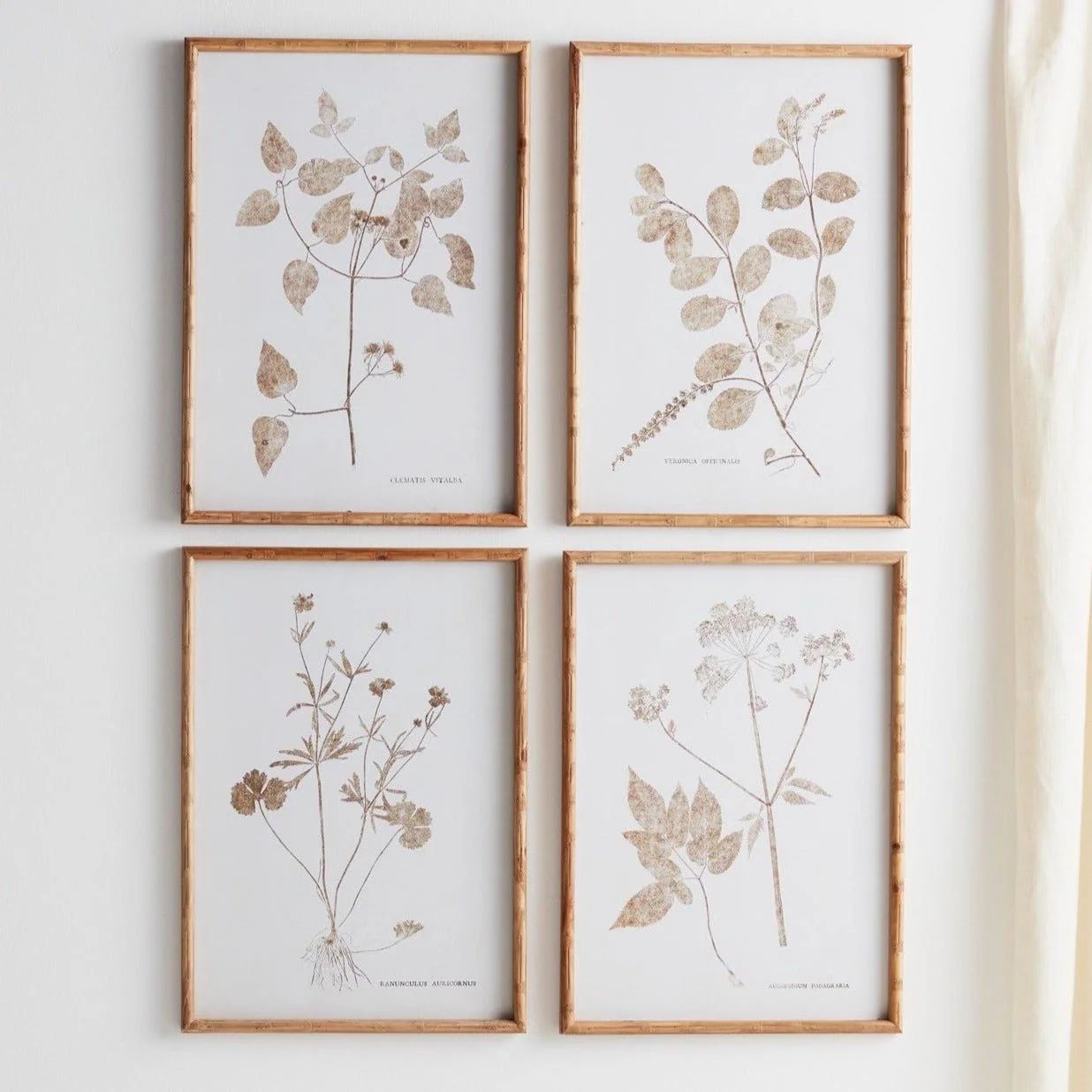 Bamboo Framed Encyclopedia Floral Print Under Glass, Set of 4 | Pier 1