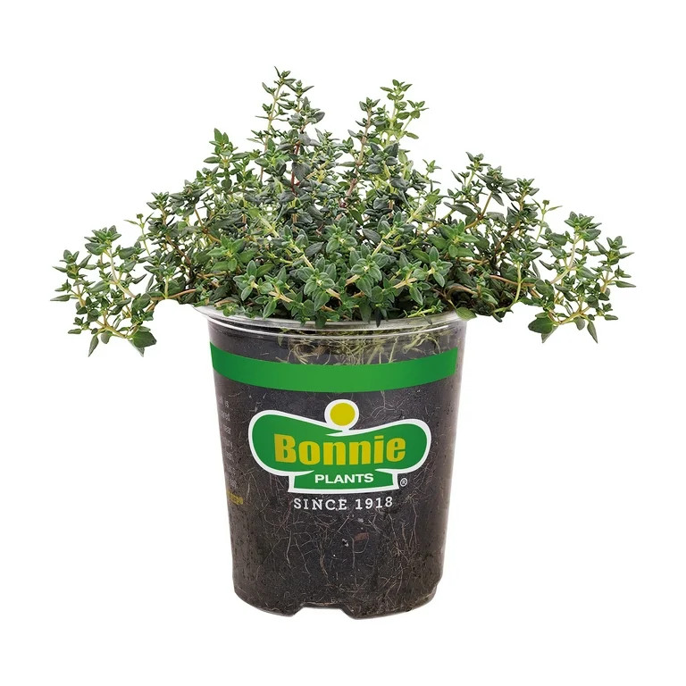 Bonnie Plants German Thyme 19.3 oz. | Walmart (US)