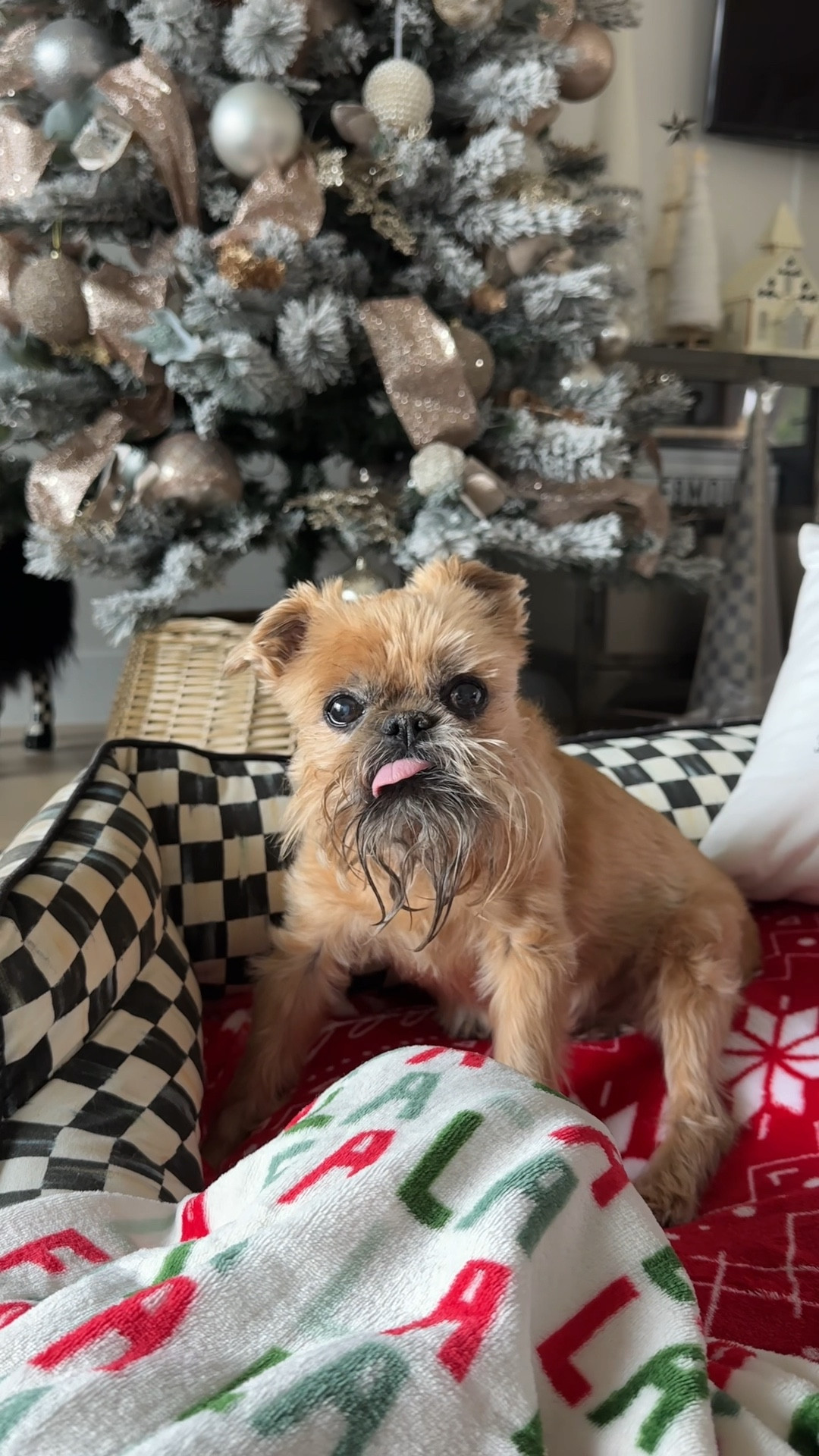 Lots of questions on the boys dog bed! Linked a few size options. Use code AUSTIN20 for 20% off your entire MacKenzie-Childs order! Expires 11/11!

Also linked a ton of Christmas blankets and their customizable pillow!

Christmas decor, pet beds, pet decor, Mackenzie-Childs decor

#LTKSeasonal #LTKHome #LTKHoliday