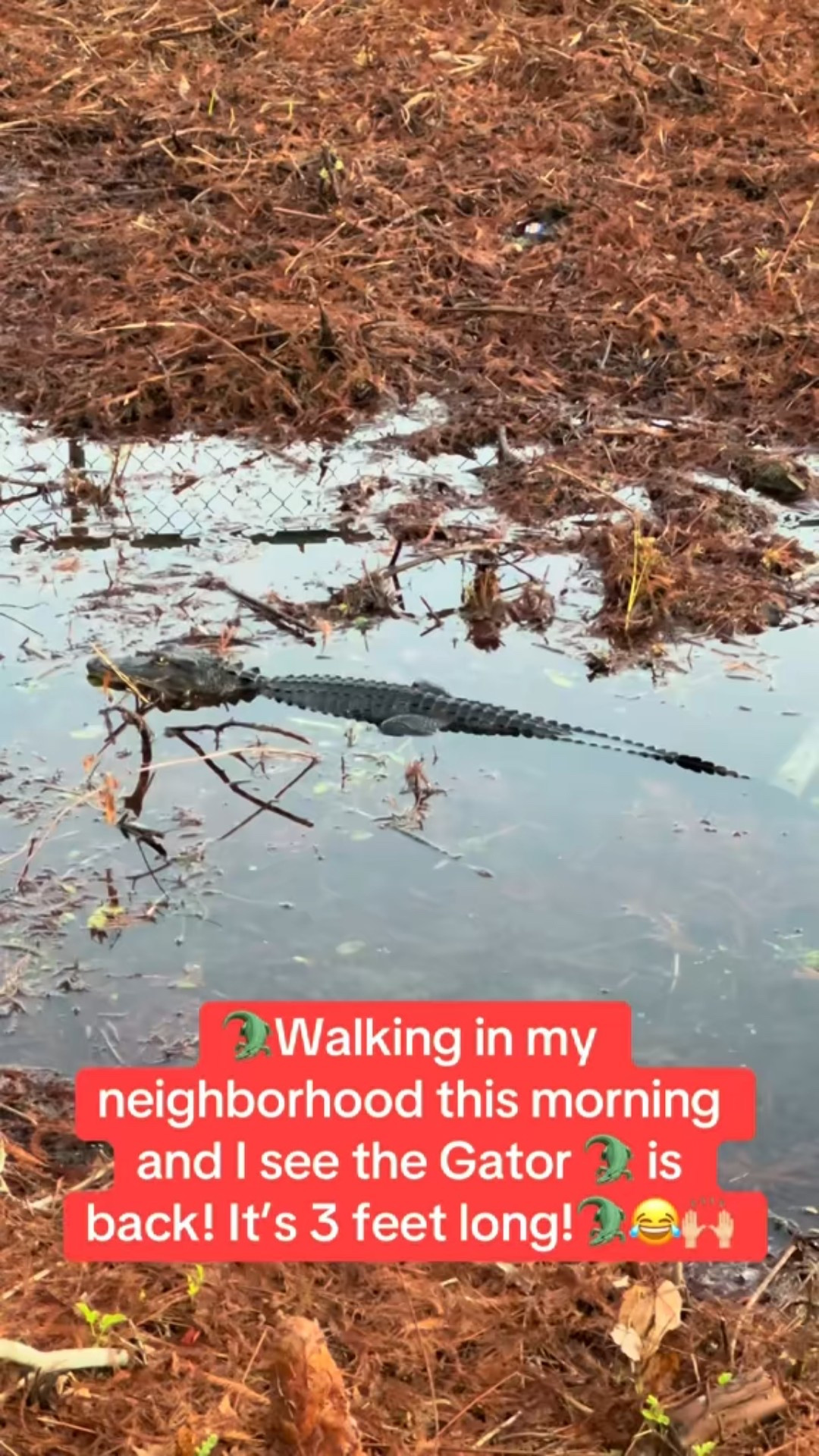 🐊Walking in my neighborhood this morning and I see that the Gator is back in the pond!

👟Linking my Hoka sneakers that I wear on my walk every morning.

👟Go up 1/2 size for the perfect fit! I typically wear a size 9 but purchase a 9.5 in Hoka’s.

🐊Enjoy looking at this beautiful creature!


#LTKSeasonal #LTKFindsUnder100 #LTKOver40 #LTKfitnessgoals #LTKActive #LTKdayinmylife #LTKU #LTKstorytime #LTKTravel #LTKmorningroutine #LTKvlog
