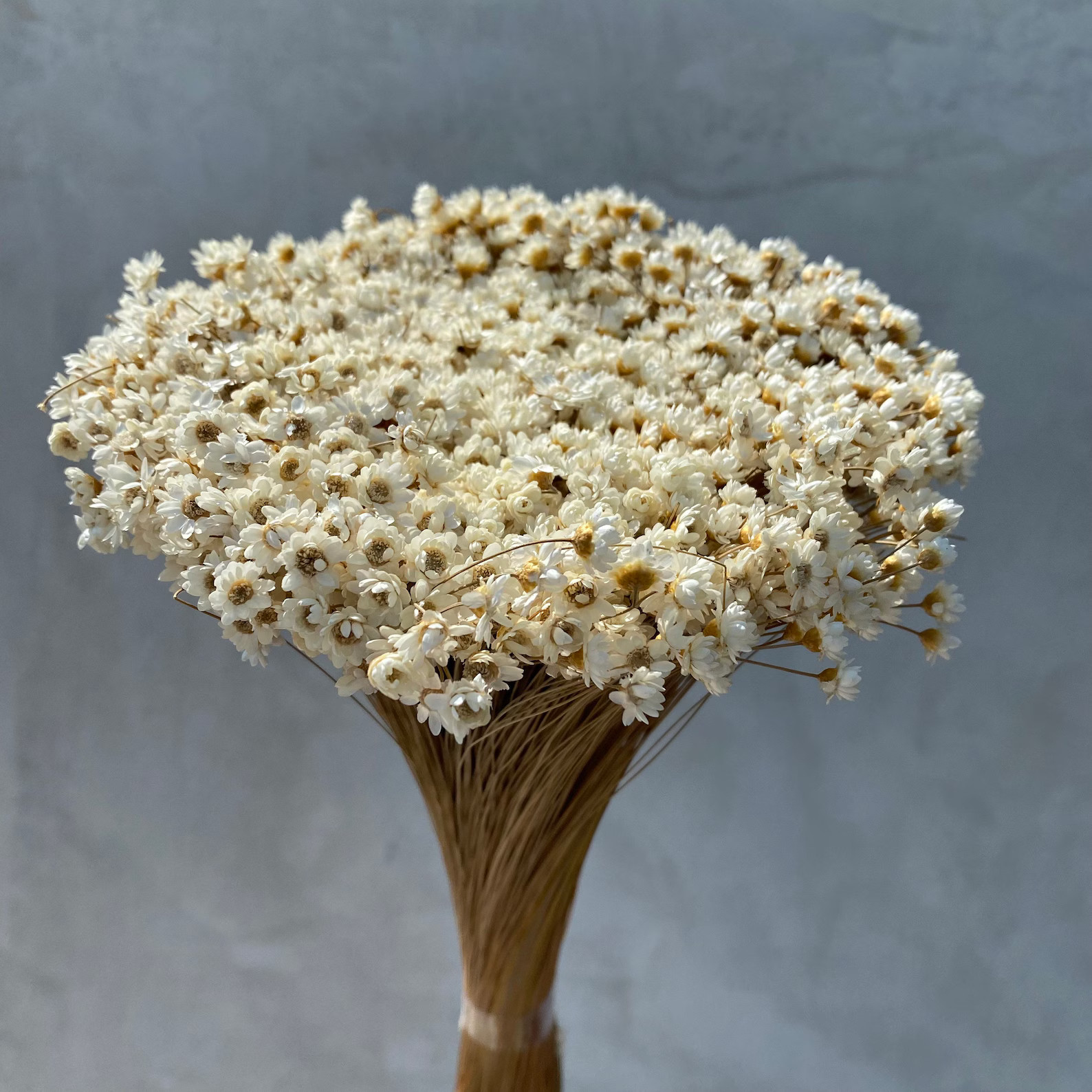 Dried Star Flowers Dried Flowers Wedding Flowers Flower | Etsy | Etsy (US)